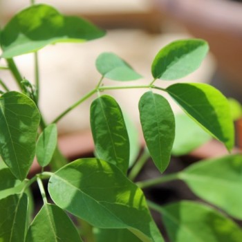 Moringa - Meerrettichbaum (Samen)
