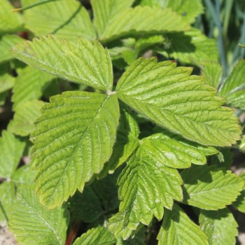 Moschuserdbeere Marie Charlotte (Pflanze)