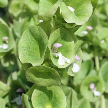 Muschelblume (Samen)