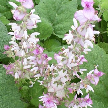 Muskatellersalbei rosa (Samen)