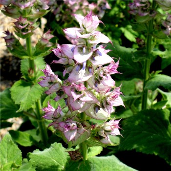 Muskatellersalbei rosa (Samen)