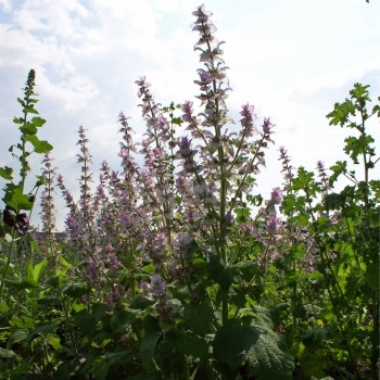 Muskatellersalbei rosa (Samen)