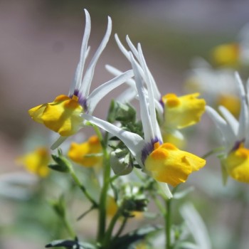 Nemesia Masquerade (Samen)