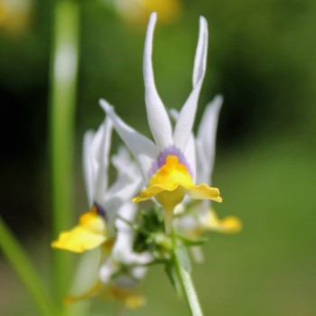 Nemesia Masquerade (Samen)