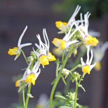 Nemesia Masquerade (Samen)