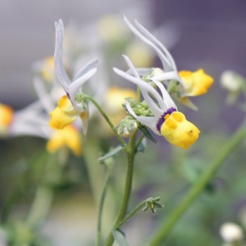 Nemesia Masquerade (Samen)
