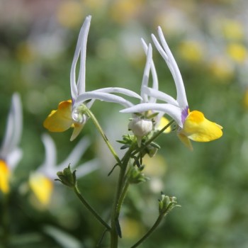 Nemesia Masquerade (Samen)