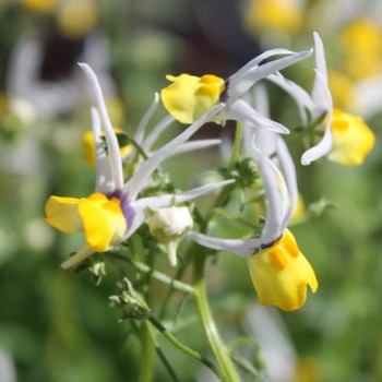 Nemesia Masquerade (Samen)