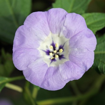 Nicandra gegen Weiße Fliege (Samen)