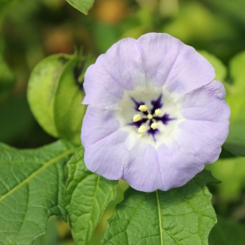 Nicandra gegen Weiße Fliege (Samen)