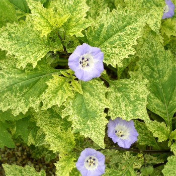 Nicandra panaschiert gegen Weiße Fliege (Samen)