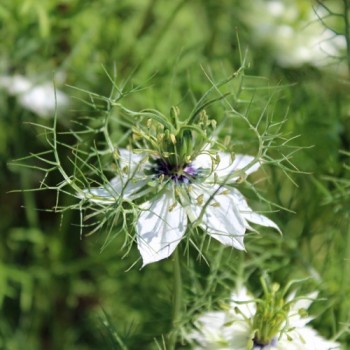 Nigella Miss Jekyll White (Samen)