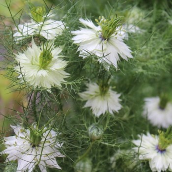 Nigella Miss Jekyll White (Samen)