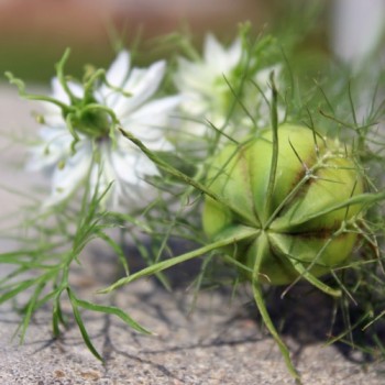 Nigella Miss Jekyll White (Samen)