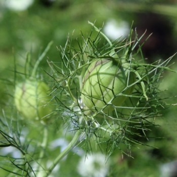 Nigella Miss Jekyll White (Samen)
