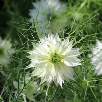 Nigella Miss Jekyll White (Samen)