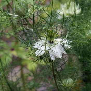Nigella Miss Jekyll White (Samen)