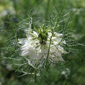 Nigella Miss Jekyll White (Samen)
