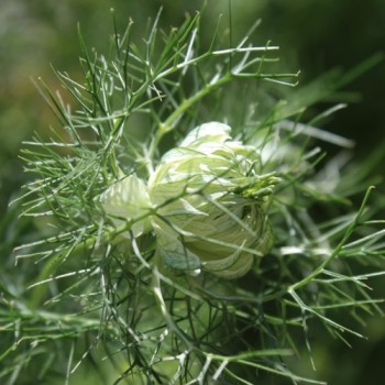 Nigella Miss Jekyll White (Samen)