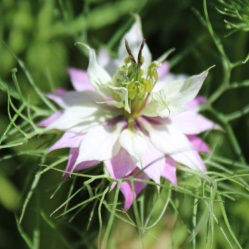 Nigella Persian Rose (Samen)