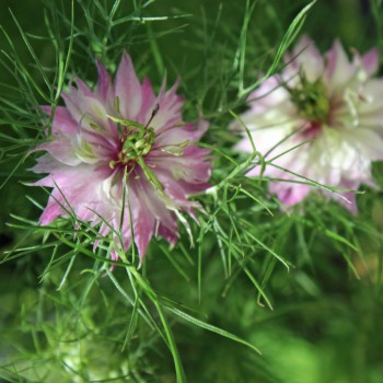 Nigella Persian Rose (Samen)