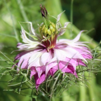 Nigella Persian Rose (Samen)
