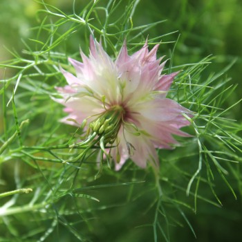 Nigella Persian Rose (Samen)