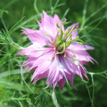 Nigella Persian Rose (Samen)