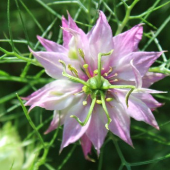 Nigella Persian Rose (Samen)