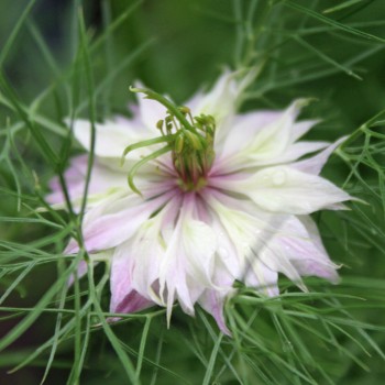 Nigella Persian Rose (Samen)