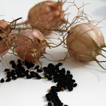 Nigella Persian Rose (Samen)