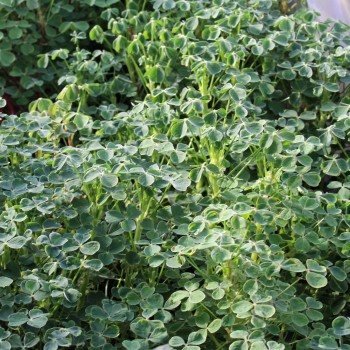 Oca gelb (Pflanze)
