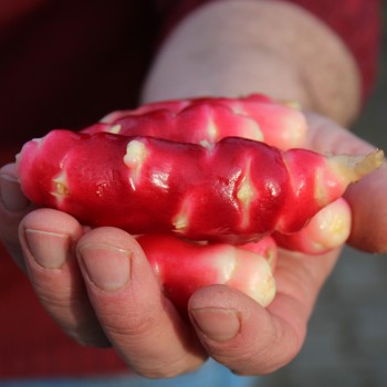 Oca Mexican Dark Scarlet (Pflanze)