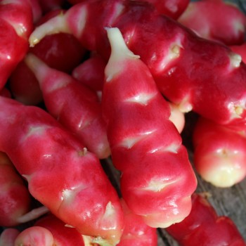 Oca Mexican Dark Scarlet (Pflanze)