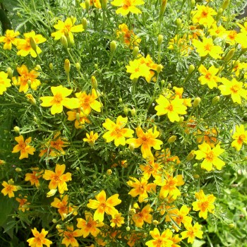Orangengewürztagetes (Samen)