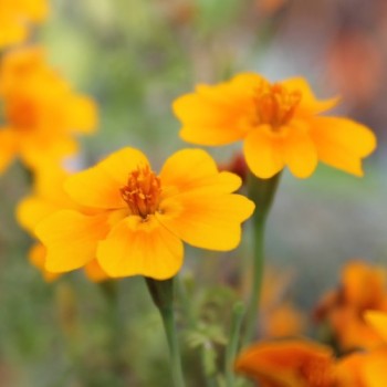 Orangengewürztagetes gegen Nematoden (Samen)