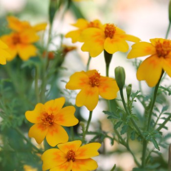 Orangengewürztagetes (Samen)