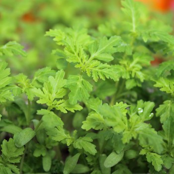 Orangengewürztagetes gegen Nematoden (Samen)