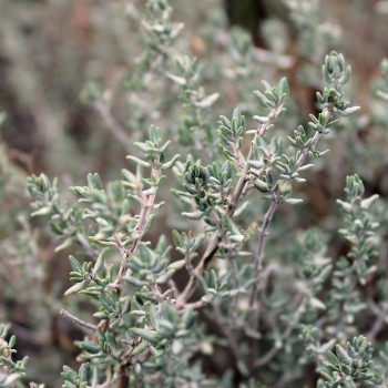 Orangenthymian (Samen)