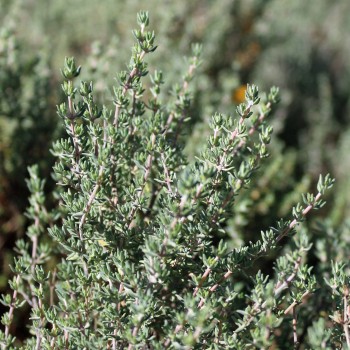 Orangenthymian (Samen)