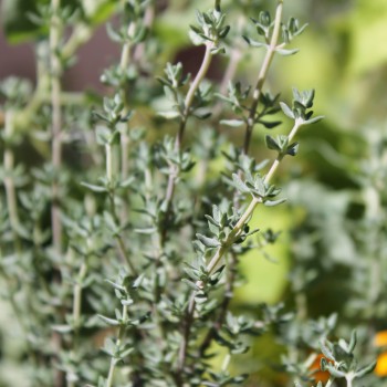 Orangenthymian (Samen)