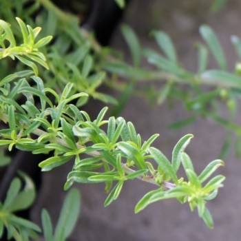 Orangenthymian kriechend (Pflanze)