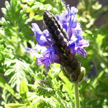 Oreganolavendel (Samen)