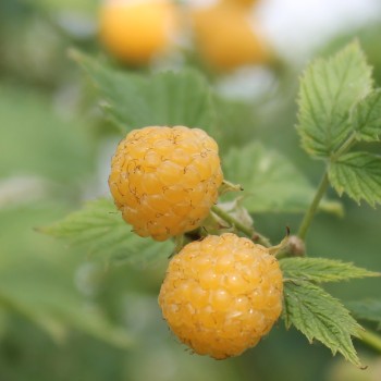 Oregon-Himbeere gelb (Pflanze)