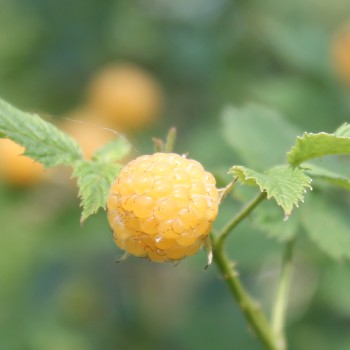 Oregon-Himbeere gelb (Pflanze)