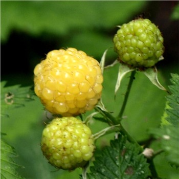 Oregon-Himbeere gelb (Pflanze)