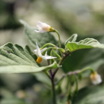 Otricoli Orange Berry (Samen)