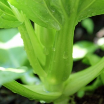 Mini Pak Choi Hong Tae (Samen)