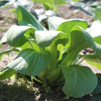 Mini Pak Choi Hong Tae (Samen)