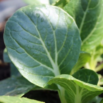 Pak Choi Sagami (Samen)
